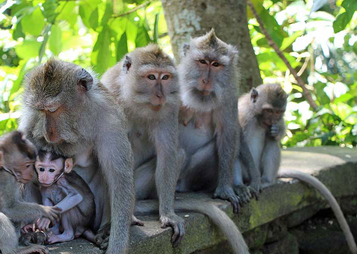 Monkey family with babies in the Sacred Monkey Forest