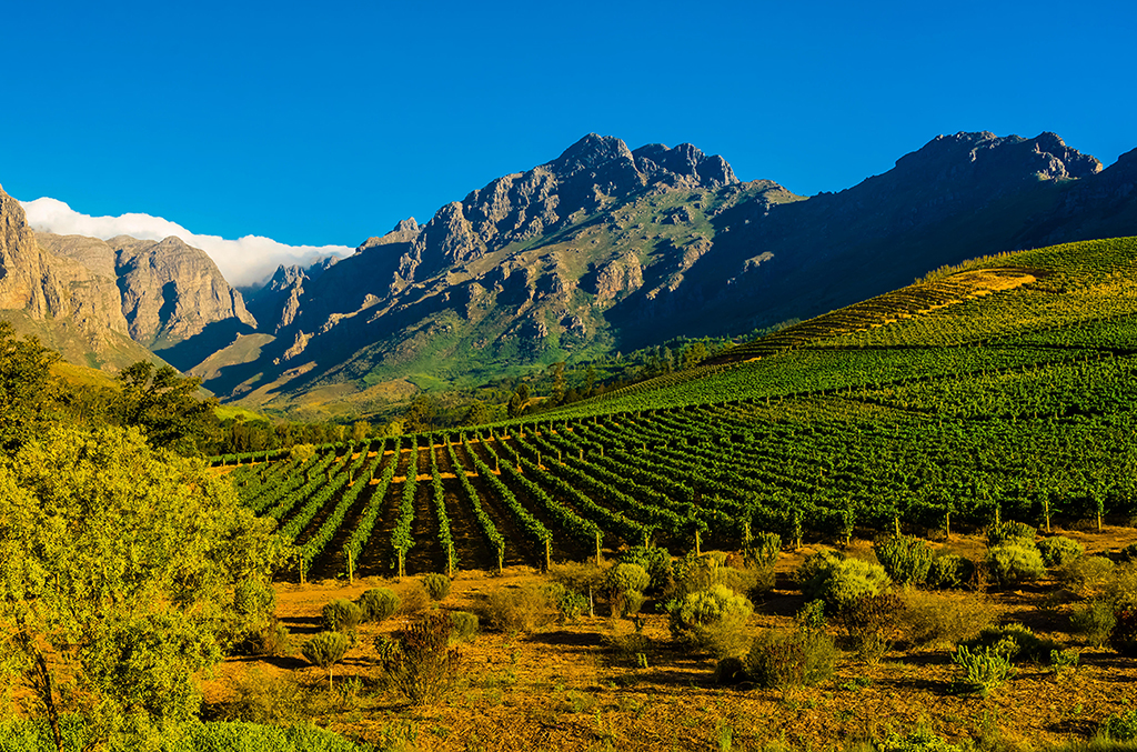 Stellensbosch Cabernet