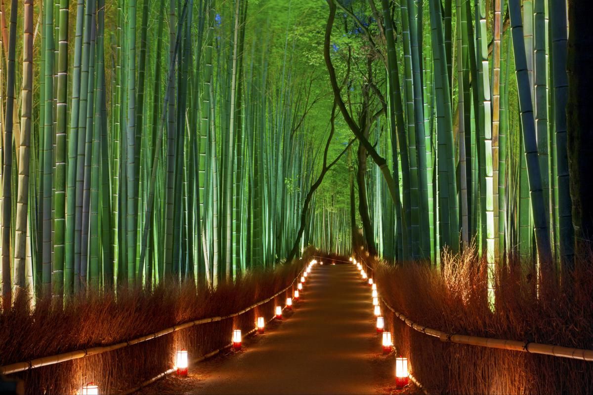 Arashiyama Bamboo Forest, Japan